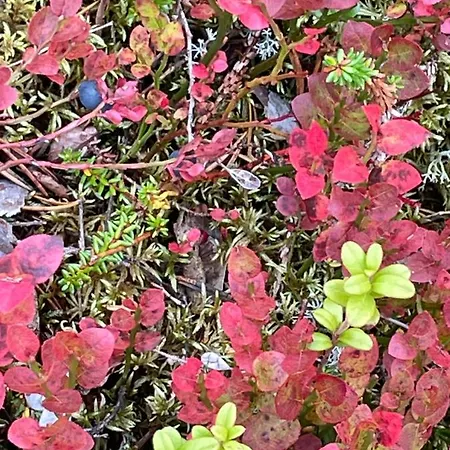 Chalet Yllaestoelli 2 A, Aekaeslompolo